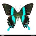Profile picture monarchindra25k.bsky.social