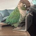 Profile picture cheekyparrot8.bsky.social
