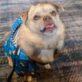 Profile picture potadopug.bsky.social