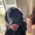 Profile picture pet-de-doggo.bsky.social