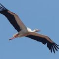 Profile picture skyair.bsky.social