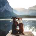 Profile picture rdmarshall.bsky.social