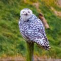 Profile picture boatbirder.bsky.social