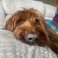 Profile picture oldmanintights.bsky.social
