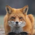 Profile picture violaitsme.bsky.social