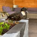 Profile picture gardenwildlife.bsky.social