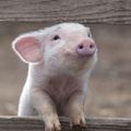 Profile picture vegancolumbus.bsky.social