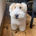 Profile picture sonusren.bsky.social