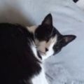 Profile picture inotsatnic.bsky.social