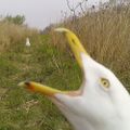 Profile picture goodtrailcams.bsky.social