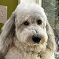 Profile picture wooftom57.bsky.social