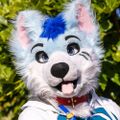 Profile picture acey.dog