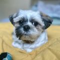 Profile picture sammiemenard.bsky.social