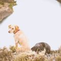 Profile picture dogsonhikes.com