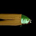 Profile picture thefishpants.bsky.social