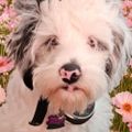 Profile picture rescuedogmomma.bsky.social