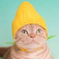 Profile picture bedubble.bsky.social