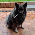 Profile picture vlkodlak.bsky.social