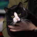 Profile picture budanovscat.bsky.social