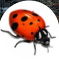 Profile picture ladybug014.bsky.social