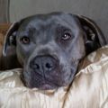 Profile picture ninosdaughter.bsky.social