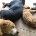 Profile picture thehoundedhouse.bsky.social