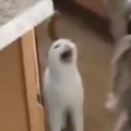 Profile picture loudmeow.bsky.social