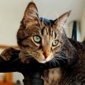 Profile picture bobcatplay.bsky.social