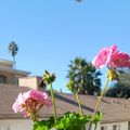Profile picture greg-in-la.bsky.social