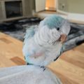 Profile picture motherofchickens82.bsky.social