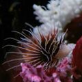 Profile picture picardsfishtank.bsky.social