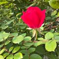 Profile picture posingforever.bsky.social