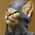 Profile picture newyorkwarrier.bsky.social
