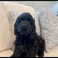 Profile picture stella1957.bsky.social