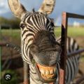 Profile picture funkyzebra.bsky.social