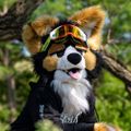 Profile picture norfdog.bsky.social