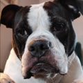 Profile picture gunner75.bsky.social