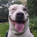 Profile picture sambear.bsky.social
