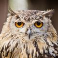 Profile picture gray41.bsky.social