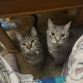 Profile picture mommabean.bsky.social