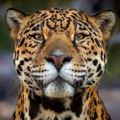 Profile picture jbgatito.bsky.social