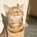Profile picture paddedkitty.bsky.social