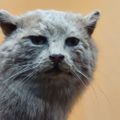 Profile picture greatesttanuki.bsky.social