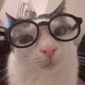 Profile picture iagoangelotti.bsky.social