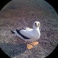 Profile picture alasdaircameron.bsky.social