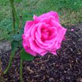 Profile picture magiclady58.bsky.social