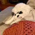 Profile picture theknitter.bsky.social