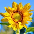 Profile picture youthfoodproducers.bsky.social