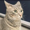 Profile picture amandamarcotte.bsky.social