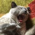 Profile picture herekittypspsps.bsky.social